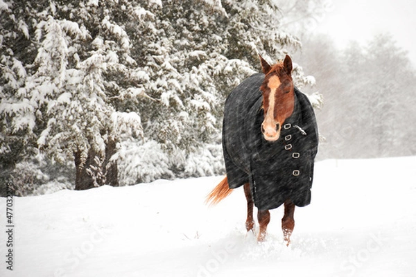 Obraz A horse stands in a winter snowstorm and braces against the cold winter wind.