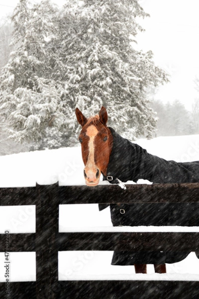 Obraz A horse stands in a winter snowstorm and braces against the cold winter wind.
