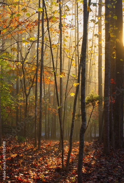 Obraz Mist filters through the forest on this autumn morning highlighting the colorful leaves