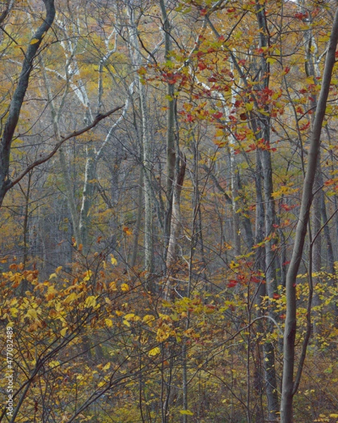 Obraz A walk through a forest in full autumn color 