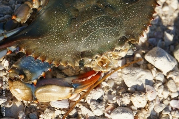 Obraz red crab on the beach
