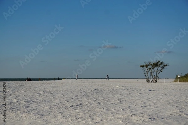 Obraz tree on the beach
