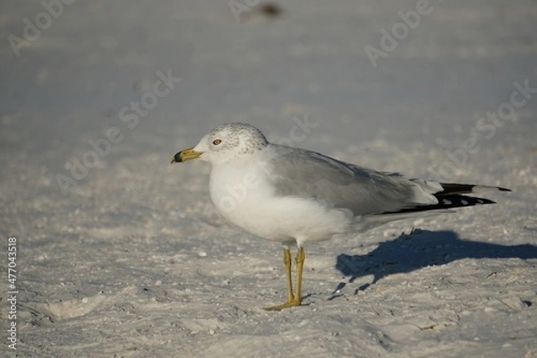 Obraz seagull on the sandy beach