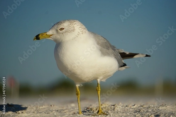 Obraz seagull on the beach