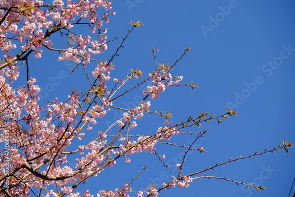 Obraz 桜と青空