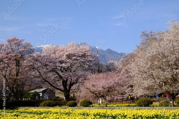 Obraz 桜と八ヶ岳