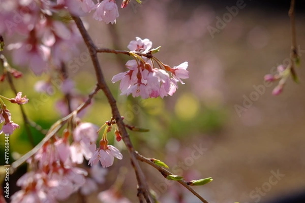 Obraz 桜と菜の花