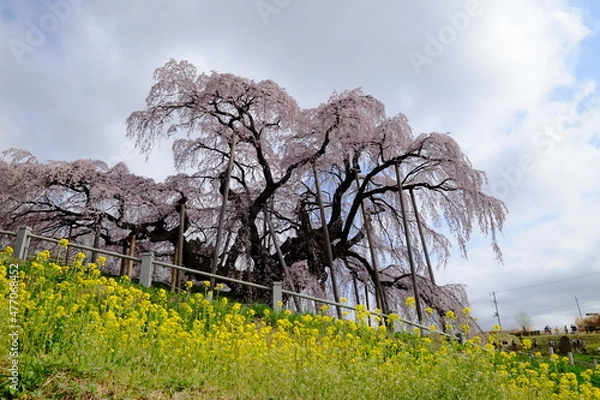 Obraz 滝桜と菜の花