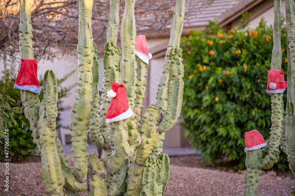 Obraz Cute Santa hats  hanging on a cactus plant in a suburb in Arizona during the holiday season.