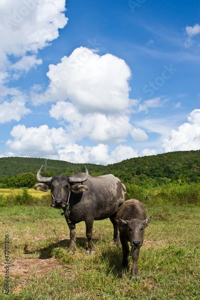 Fototapeta Buffalo in grass