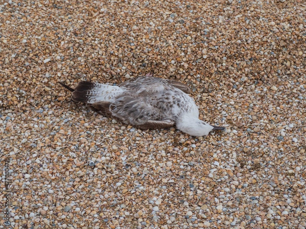 Fototapeta A dead seagull lying on a seashell beach. Ecological disasters and wildlife. Close-up of a dead bird lying on the surface of seashells