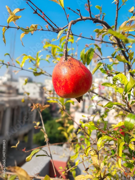 Fototapeta apples on tree