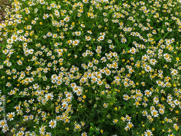 Obraz Daisy field flower background close up