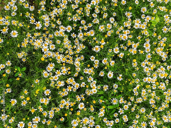 Obraz Daisy field flower background close up