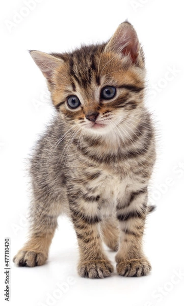 Fototapeta One little kitten.