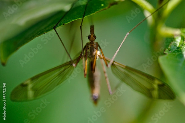 Obraz gnat on a leaf