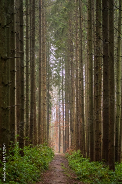 Fototapeta weg im wald