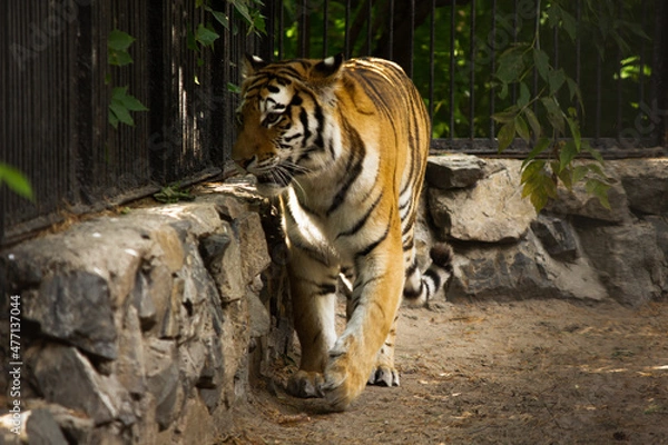 Fototapeta beautiful face of a tiger close-up in profile