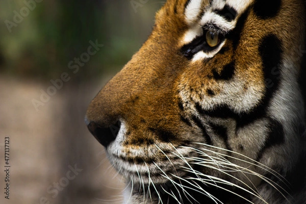 Fototapeta beautiful face of a tiger close-up in profile