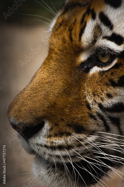 Fototapeta beautiful face of a tiger close-up in profile
