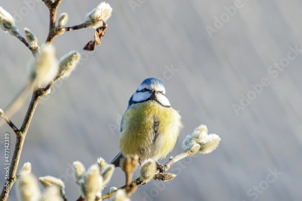 Obraz Blue tit, posing on a branch