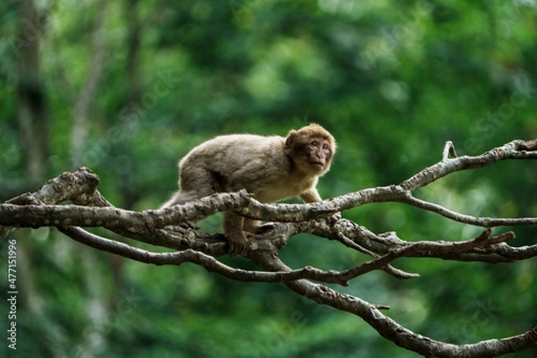 Fototapeta Affe auf Ast