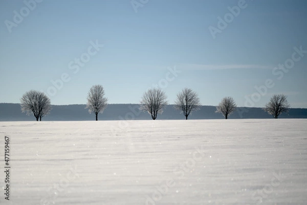 Obraz trees in the snow