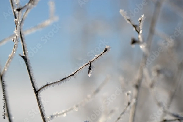 Obraz snow covered branches