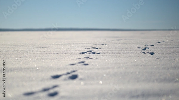 Obraz footprints in the winter