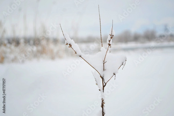Fototapeta tree in winter