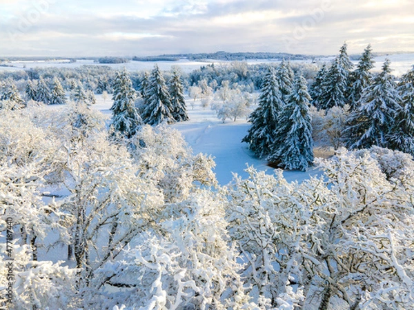 Obraz snow covered trees in winter