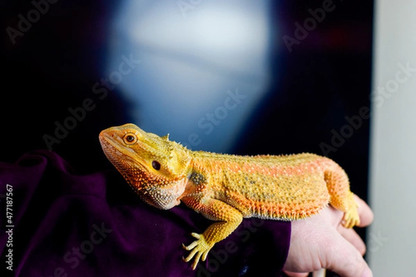 Obraz Bearded Dragon on arm