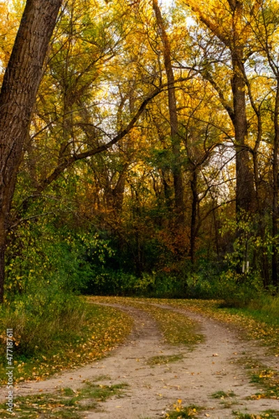 Obraz Forest path in fall