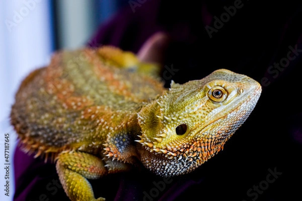 Obraz Bearded Dragon closeup 