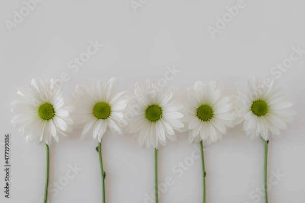 Obraz White Daisy Flat Lay on White Background