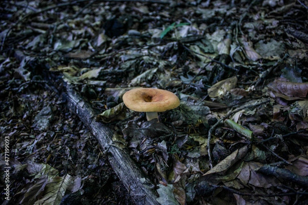 Fototapeta mushroom