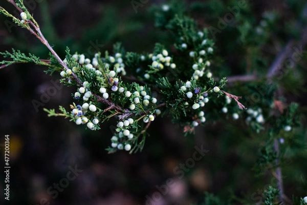 Obraz Juniper berries on tree