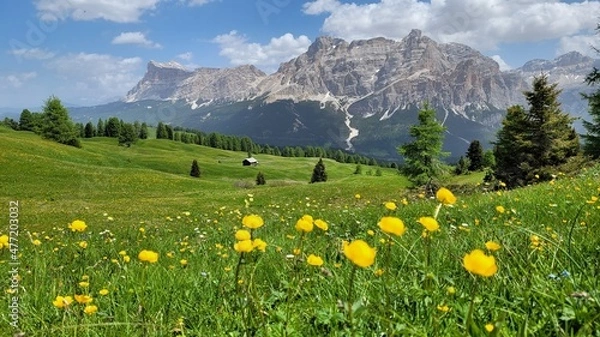 Obraz alpine meadow with wildflowers
