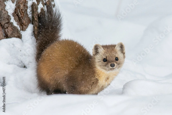 Fototapeta Pine Marten in Winter 