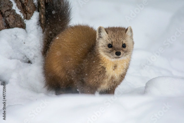 Fototapeta Pine Marten in Winter 