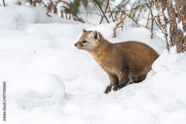 Fototapeta Pine Marten in Winter 