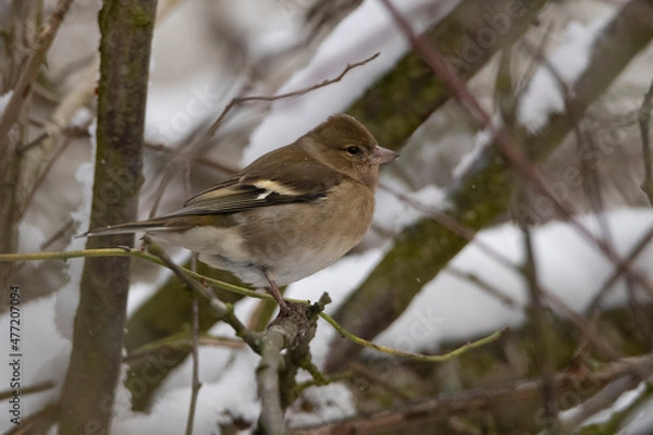 Fototapeta common finch