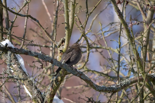 Fototapeta red thrush