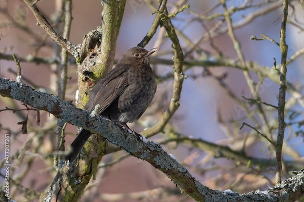 Fototapeta red thrush