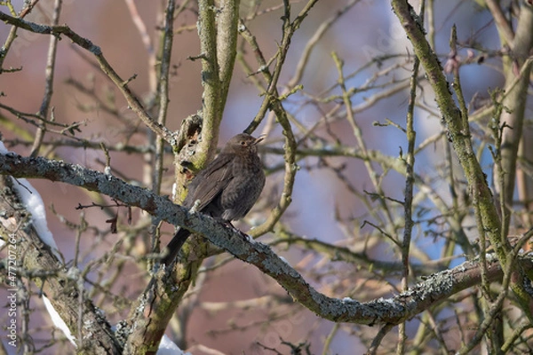 Fototapeta red thrush