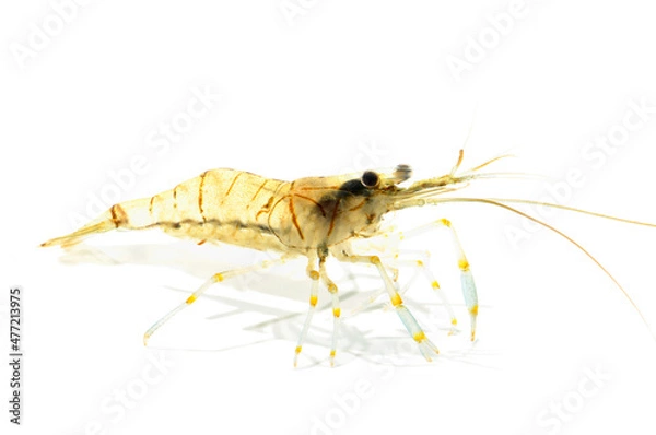 Fototapeta スジエビ　白バック