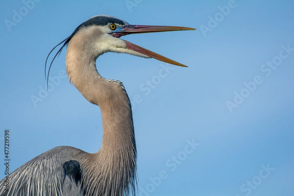 Fototapeta Blue Heron Profile