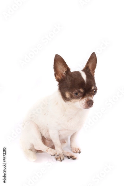 Fototapeta chihuahua