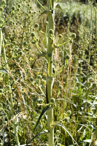 Obraz Plants with a cobweb 