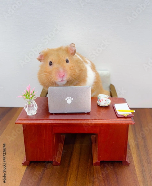 Fototapeta Cute Syrian hamster working on a laptop 